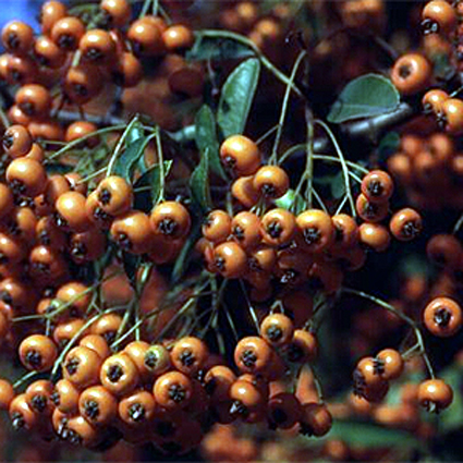 Photos Pyracantha coccinea - Scarlet firethorn