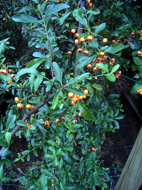 Photos Pyracantha coccinea - 