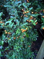 Pyracantha coccinea - Feuerdorn Orange Charmer
