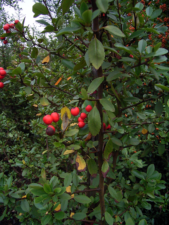 Photos Pyracantha coccinea - 