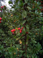 Pyracantha coccinea - Feuerdorn Red Column