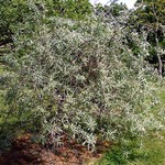 Pyrus salicifolia - H�ngende Weidenblattbirne Pendula