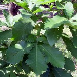Quercus dentata - Japanische Kaiser-Eiche
