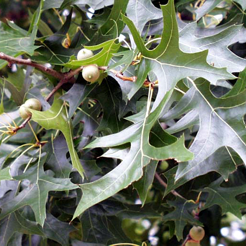 Photos Quercus palustris - Pin oak