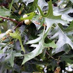 Quercus palustris - Sumpf-Eiche