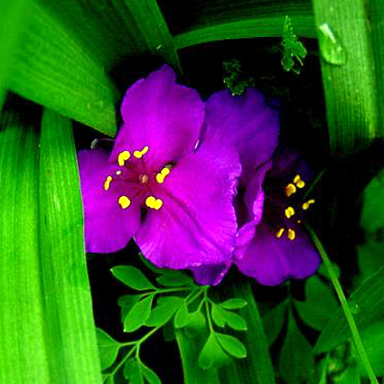 Photos Tradescantia x andersoniana - 