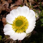 Photos Ranunculus glacialis