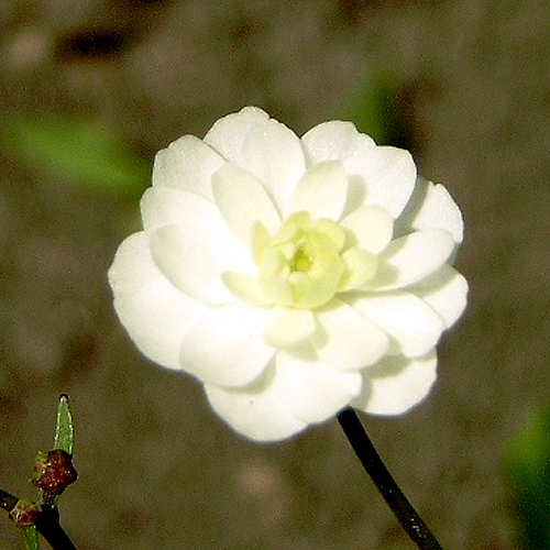 Photos Ranunculus aconitifolius - Buttercup