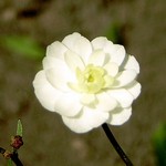 Photos Ranunculus aconitifolius