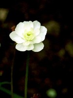 Photos Ranunculus aconitifolius