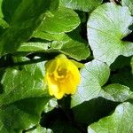 Photos Ranunculus ficaria