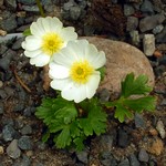 Foto Ranunculus montana - Ranuncolo a foglie d