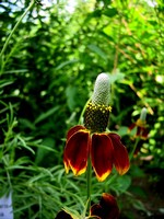 Photos Ratibida columnifera