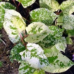 Reynoutria japonica - Asiatischer Kn�terich