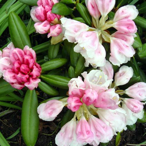 Photos Rhododendron yakushimanum - 