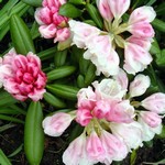 Photos Rhododendron yakushimanum