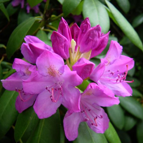 Photos Rhododendron pontica - 