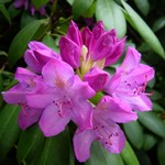 Photos Rhododendron pontica