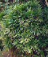 Appartamento Rhapis excelsa