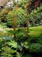 Rheum palmatum - Chinesischer Zier-Rhabarber