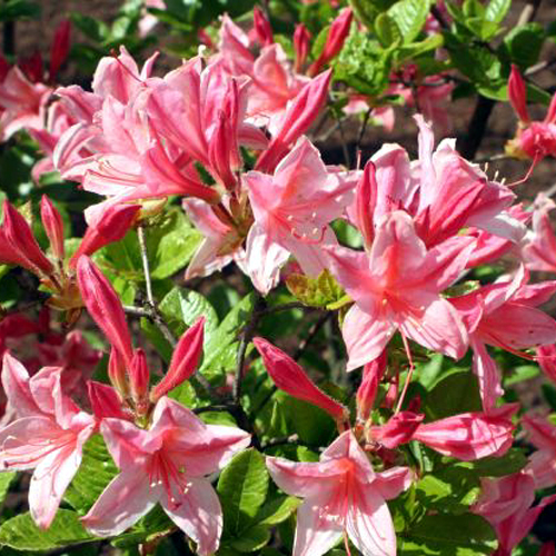 Photos Rhododendron mollis - 