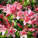 Photos Rhododendron mollis