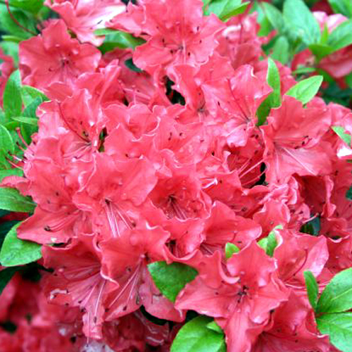Fotos Rhododendron - 