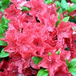 Photos Rhododendron