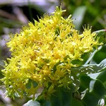 Photos Rhodiola rosea