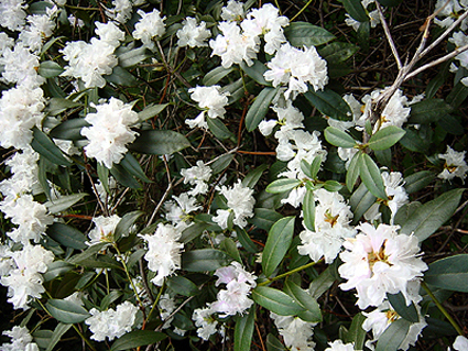 Photos Rhododendron carolinianum - 