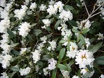 Photos Rhododendron carolinianum