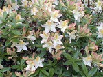 Photos Rhododendron pontica