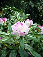 Photos Rhododendron degronianum