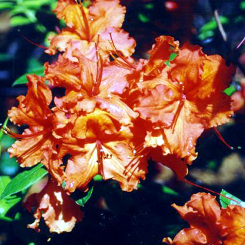 Photos Rhododendron - 