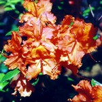 Photos Rhododendron