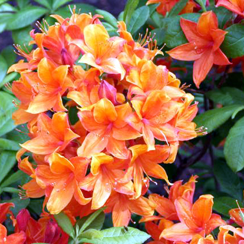 Photos Rhododendron - 