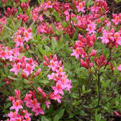 Photos Rhododendron mollis - 