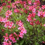 Photos Rhododendron mollis
