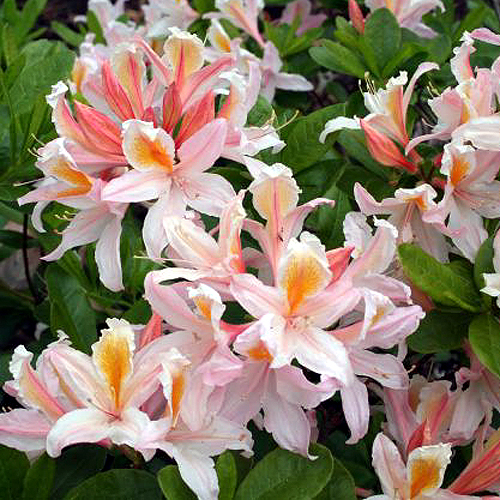 Photos Rhododendron mollis - 