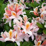 Photos Rhododendron mollis
