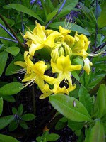 Photos Rhododendron luteum