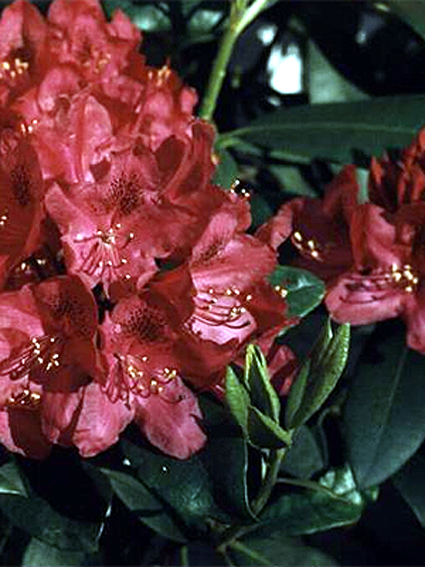 Fotos Rhododendron Catawbiense - 