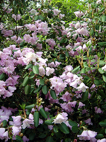 Photos Rhododendron oreodoxa - 