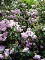 Photos Rhododendron oreodoxa