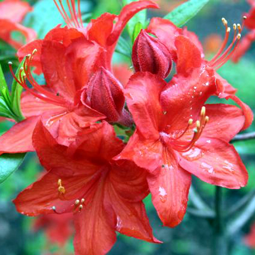 Photos Rhododendron - 
