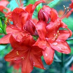 Photos Rhododendron
