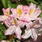 Photos Rhododendron mollis