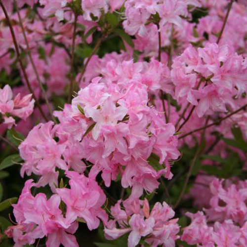 Photos Rhododendron mollis - 