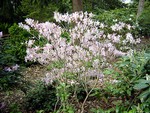 Photos Rhododendron schlippenbachii