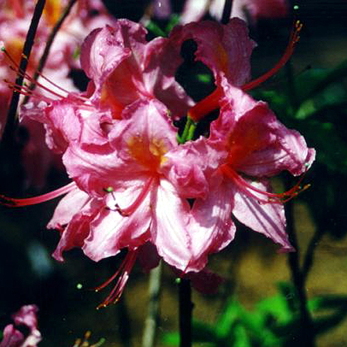 Photos Rhododendron - 